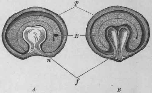 Fig. 49. Cocculus indicus. A, vertical; B, transverse section; p, pericarp; n, base of fruit; E, seed; /, fold of pericarp. Magnified. (Moeller.)