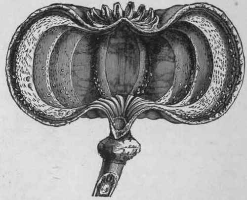 Fig. 50. Poppy capsule, cut vertically. (Planchon