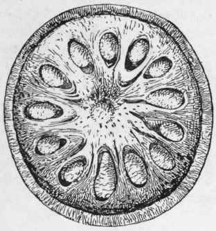 Fig. 52.   Bael fruit. Transverse section of a small specimen. Natural size. (Holmes.)
