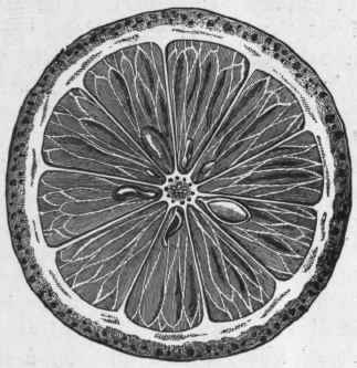 Fig. 54. Lemon. Transverse section. (Planchon and Collin.)