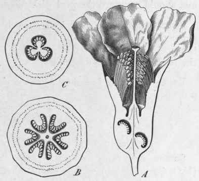 Fig. 57. Pomegranate (Punica Granatum). A, flower cut vertically; B, transverse section of the upper part of the ovary, showing six loculi, magnified; C, transverse section of lower part, showing three loculi, magnified. (Luerssen.)