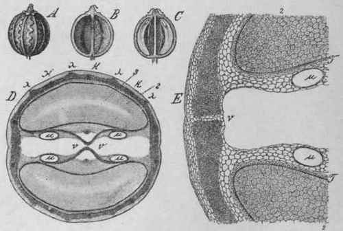 Fig. 62. Coriander fruit. A, whole fruit (cremocarp), magnified 3 diam.; B, commissural surface of half fruit (mericarp), showing the vittae as dark lines; C, longitudinal section through both mericarps, showing the endosperm and embryo, magnified 3 diam.; D, transverse section, showing the vittae, μ, magnified 14 diam.; E, portion of the same, further enlarged; k, primary ridges; X, secondary ridges; 2, endosperm. (Berg.)