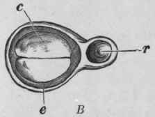 Fig. 90.   Fenugreek seed.