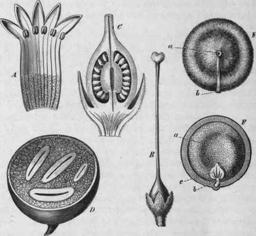 Fig. 93. Nux Vomica. A, corolla opened, magnified. B, ovary with style, magnified. C, ovary cut longitudinally, more highly magnified. D, ripe fruit, cut transversely, showing seeds; reduced to about one half. E, seed, entire, natural size: a, hilum; b, micropyle. F, the same, cut vertically: a, endosperm; b, radicle; c, cotyledon. (Luerssen.)