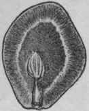Fig. 94. Ignatius Beans. Natural size. (Bentley and Trimen.)