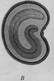 Fig. 95. Thornapple seed. A, showing the pitted surface; B, longitudinal section, showing curved embryo. Magnified. (B, after Moeller.)