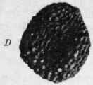 Fig. 96. Henbane seed. A, entire fruit, showing dehiscence. B, the same cut vertically. C, seed, cut longitudinally. (Luerssen.) D, seed, showing reticulate surface. Magnified.