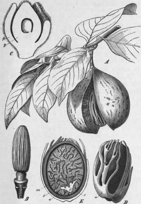 Fig. 97. Nutmeg. A, fruiting branch of Myristica fragrans, showing fruit dehiscing. B, stamens of staminate flower; magnified. C, pistillate flower cut longitudinally; p, perianth; g, ovary; magnified. D, Nutmeg surrounded by the arillus (mace). E, the same cut longitudinally, showing the embryo, e. (Luerssen.)