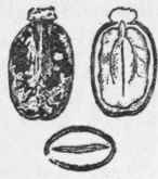 Fig. 98. Fruit and seed of Ricinus communis. Natural size. (Bentley and Trimen.)