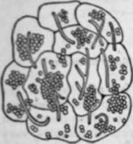 Fig. 6 Microsporon furfur