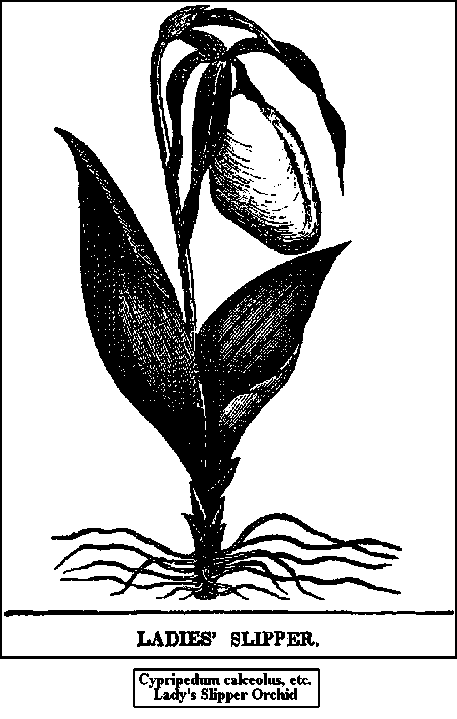Lady s Slipper 8
