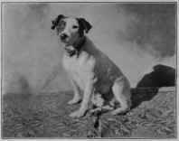 Effects Of Low Proteid Diet On High Proteid Animal 30
