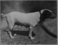 Effects Of Low Proteid Diet On High Proteid Animal 32