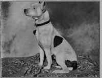 Effects Of Low Proteid Diet On High Proteid Animal 34