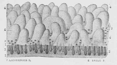 Tubular Glands of the Small Intestine