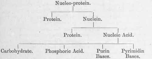 Purin Metabolism 5