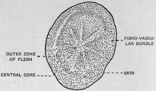 Cross section of a Potato.