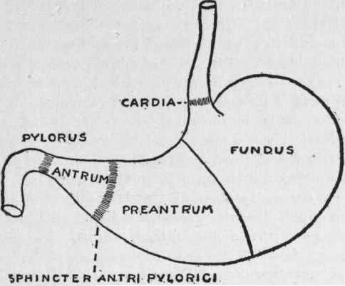 Diagram of the Stomach
