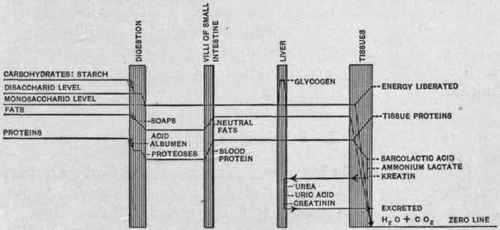 Showing Diagrammatically the Changes to which Foodstuffs are Subjected in the Body