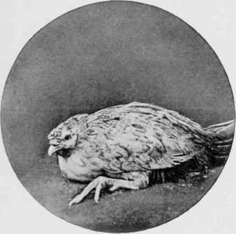 Illustrates a paralytic attack which developed after six months' raw meat diet.