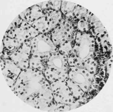 Thyroid Gland of Wild Rat.