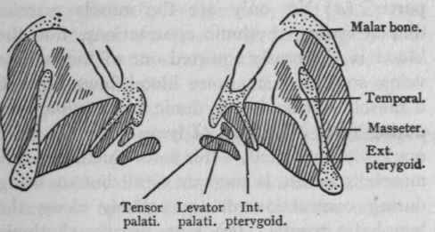 Portion of horizontal section of head about an inch below the condyles of the lower jaw.