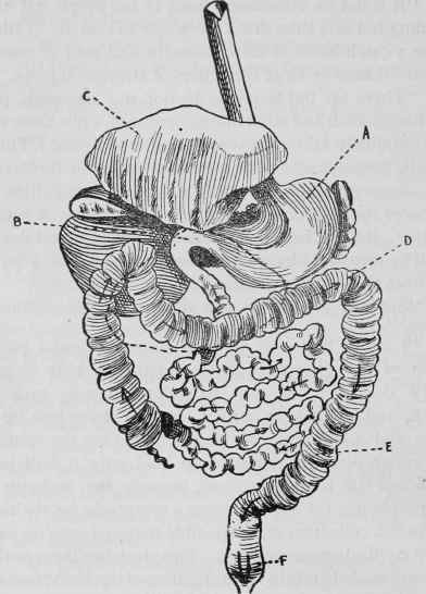 A, stomach. B, pyloric end of stomach. C, liver turned up to expose stomach. D, large intestine. E, rectum. F, annus