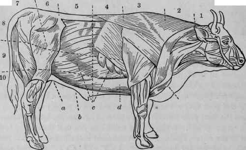 BEEF. MUSCLES.
