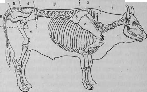 BEEF. SKELETON.