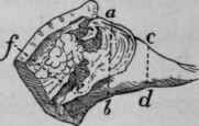 Leg of lamb (see p. 99).