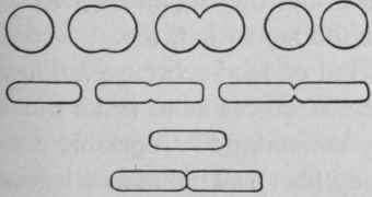 Reproduction by fission. (After Conn).