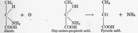 The Process Of Deamination 27