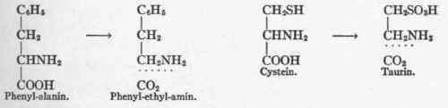 The Process Of Deamination 28