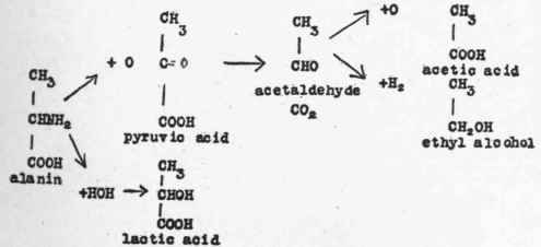 The Process Of Deamination 32