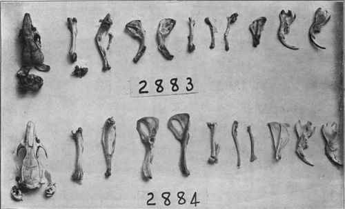 Marked Difference In The Quality Of The Skeleton Of Rats