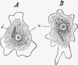 An amoeba figured at two different moments during movement, showing a clear outer layer and a more granular central portion.