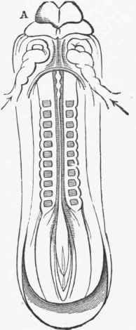 Blood Vascular System 319