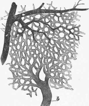 Capillary Network of the Choroid of Child of a few months old.