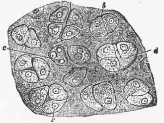 Cartilage from young animal showing the division of the cells (a, b, c, d).