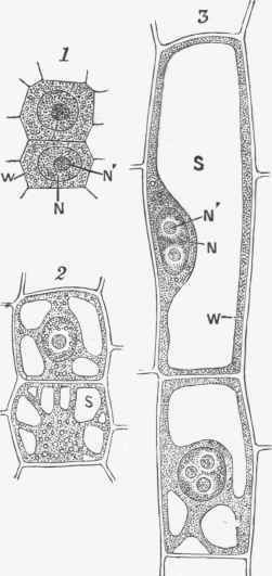 Cells from the root of a plant. (X 550).