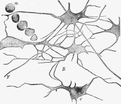 Cells of mucous tissue with branching processes (B) and a couple of elastic fibres (F).