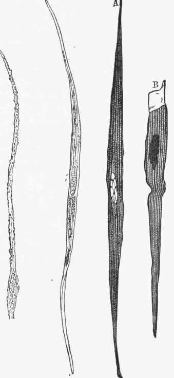 Cells of smooth muscle tissue from the intestinal tract of rabbit.