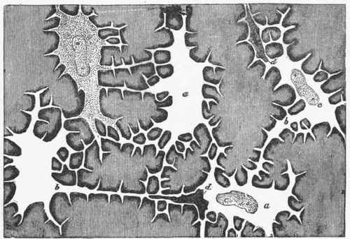 Clefts in the Corneal Tissue of a Frog treated with nitrate of silver, which leaves the spaces clear and stains the intermediate structure.