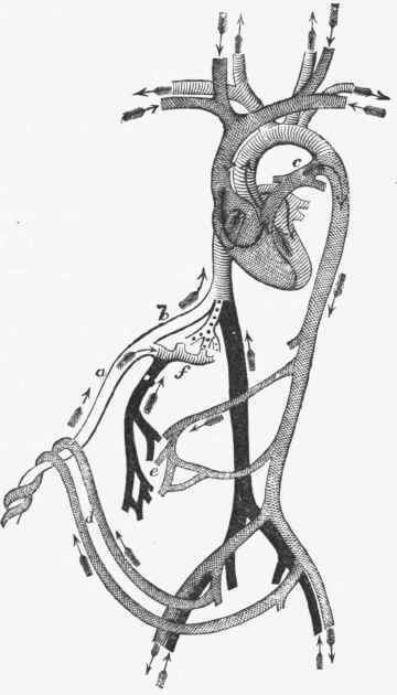 Diagram illustrating the circulation through the heart and the principal vessels of a foetus.
