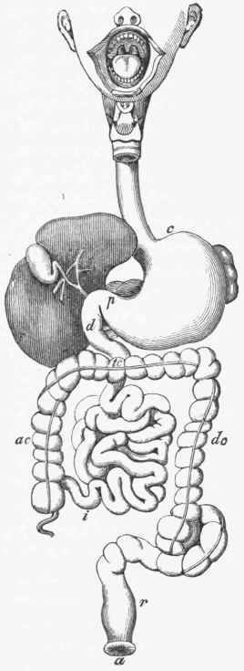 Diagram of Alimentary Tract, etc.