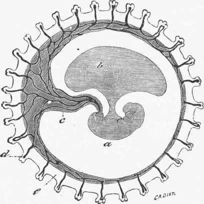 Diagram of an embryo, showing the relationship of the vascular allantois to the villi of the chorion.