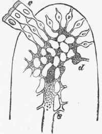Diagram of relation of the epithelium to the lacteal radical in villus.