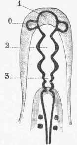 Diagram of the cerebral vesicles of the brain of a chick at the second day.