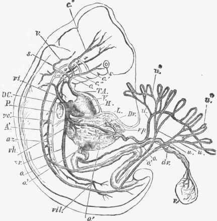Diagram of the vascular system of a human foetus.