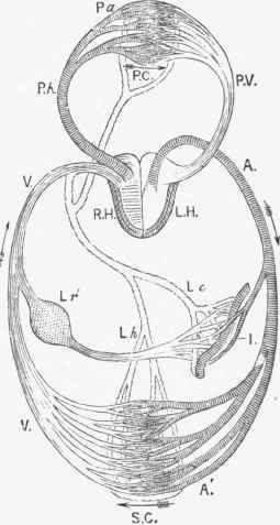 Diagram ot the Circulation of the Blood and the absorbent vessels.